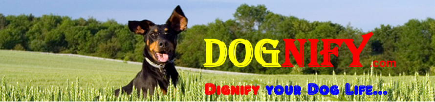 Dognify